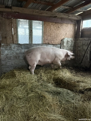 Porc de carne  - imagine 3