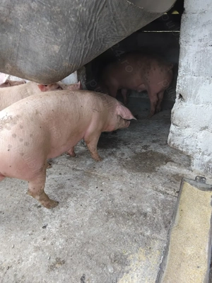 Porci de vanzare  - imagine 5