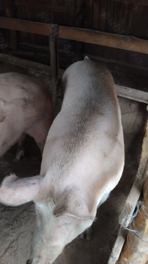 Porci de vanzare  - imagine 3