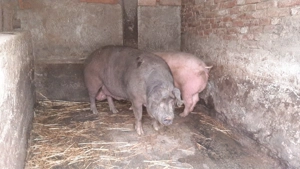 Vand porci 330kg-360kg - imagine 2