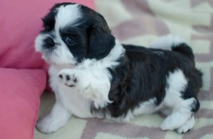 Bichon Havanez fetite - imagine 3