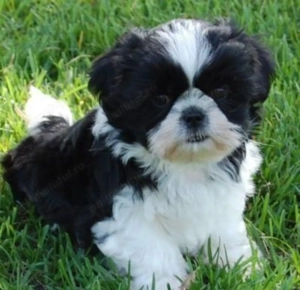 Bichon Havanez fetite - imagine 4