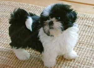 Bichon Havanez fetite