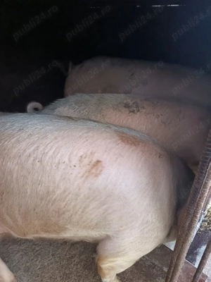 Vand porci pentru taiat - imagine 2