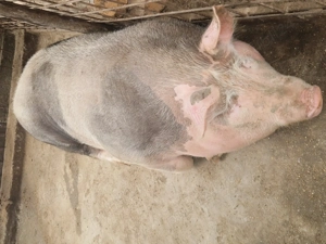 De vanzare porcii crescuti in gospodarie bio  - imagine 3