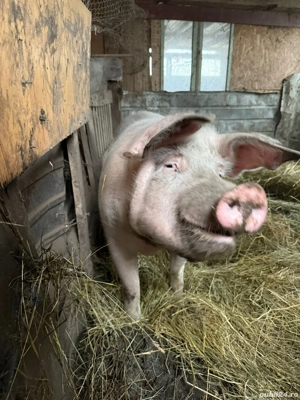 Vand porc de carne - imagine 5