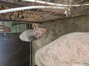 De vanzare porcii crescuti in gospodarie bio  - imagine 4