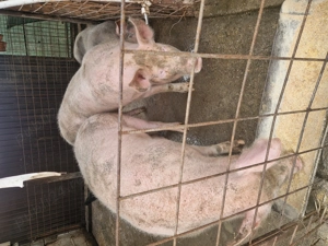 De vanzare porcii crescuti in gospodarie bio  - imagine 2