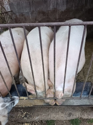 Vand porci pentru taiat - imagine 3