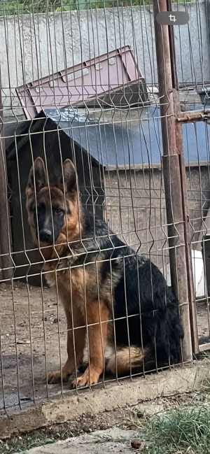 Femela Ciobanesc German