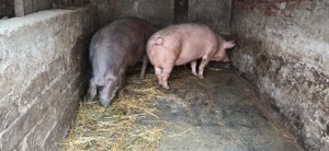 Vand porci 330kg-360kg - imagine 3