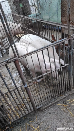 vand porc intre 90-110 kg - imagine 2