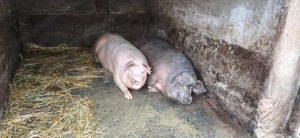 Vand porci 330kg-360kg - imagine 4