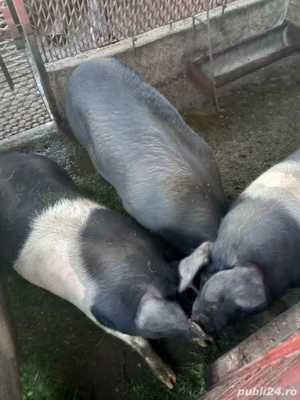 vand porci  - imagine 4