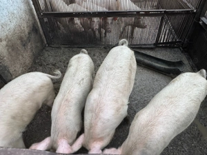 Vand porci 70-120 kg - imagine 3