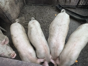 Vand porci 70-120 kg - imagine 4
