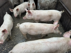 Vand porci 70-120 kg - imagine 2