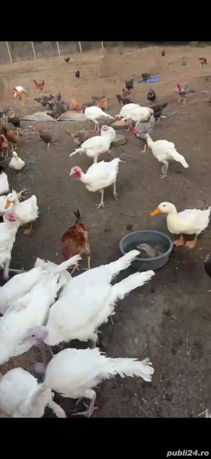 Vand curcani, rate ratoi si cocosi 