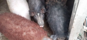 Porci mangalița 20 lei   kg