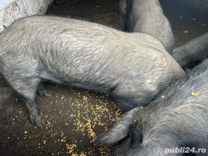 vând vier  - imagine 2