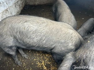 vând vier  - imagine 3