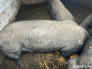 vând vier  - imagine 4