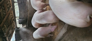 Porci grași aproximativ 200 kg - imagine 2