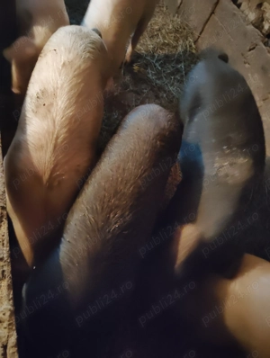 Vând porci Dă gust sărbătorilor cum erau odată marfa de calitate! - imagine 2