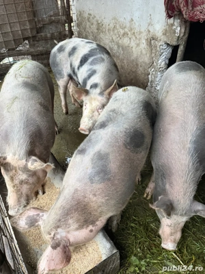 Porc pentru sacrificat 