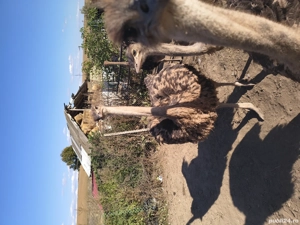 schimb cu viței  ori vând  - imagine 2