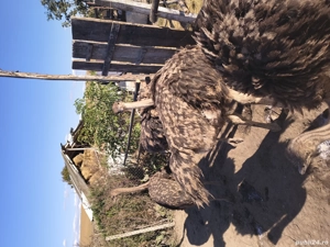 schimb cu viței  ori vând  - imagine 5