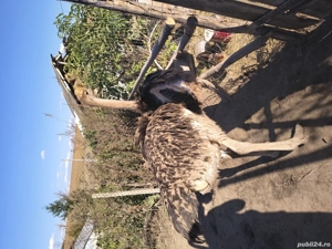 schimb cu viței  ori vând  - imagine 3