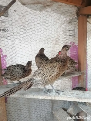 Fazani Teleorman!  - imagine 2