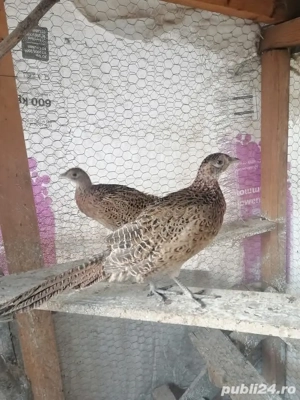 Fazani Teleorman!  - imagine 4