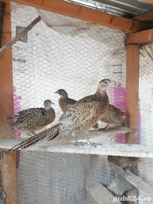 Fazani Teleorman!  - imagine 3