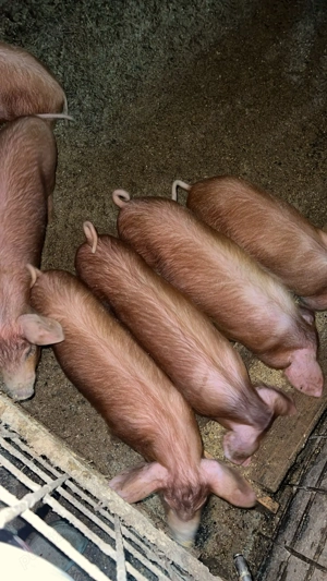 Vând purcei de 12 săptămâni - imagine 2