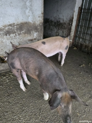 De vânzare porci rasa duroc - imagine 2
