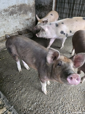 De vânzare porci rasa duroc - imagine 3