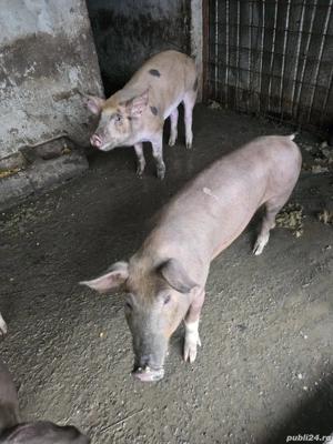 De vânzare porci rasa duroc