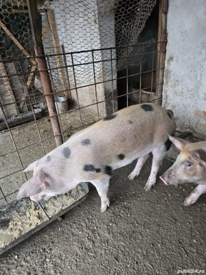 De vânzare porci rasa duroc - imagine 4