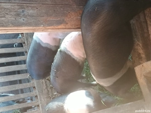 se dau 3  femele Bazna pt producție au 70 kg pret este 16 Lei kg  - imagine 2