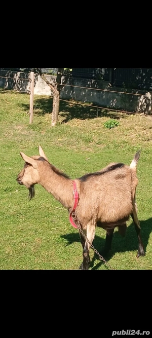 Alpine franceze de vânzare - imagine 3