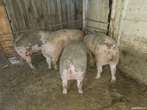 porci de vânzare 