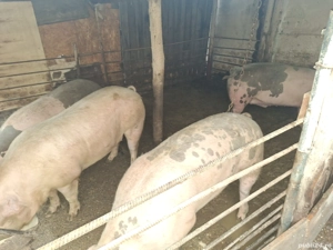 porci de vânzare  - imagine 3