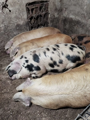 Porci devinzare - imagine 2