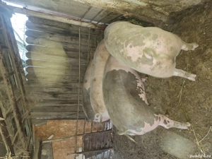 porci de vânzare  - imagine 2