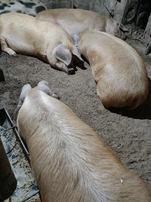 Porci devinzare - imagine 3