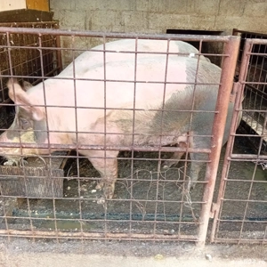 vând purcea  - imagine 2