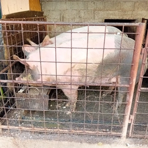 vând purcea  - imagine 3