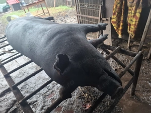 Porc sau carcasa de porc de vanzare